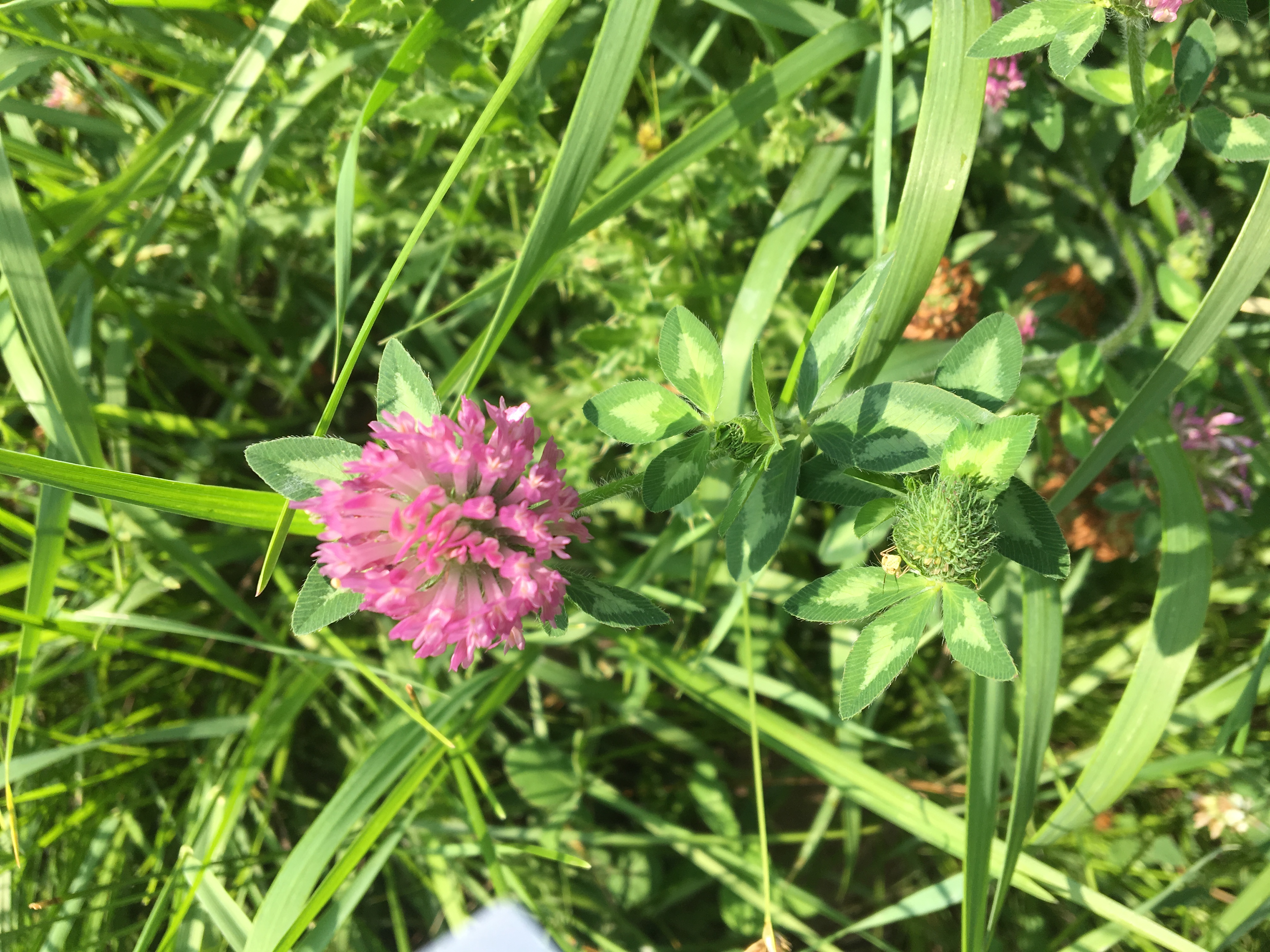 Herbs For Fall Teas