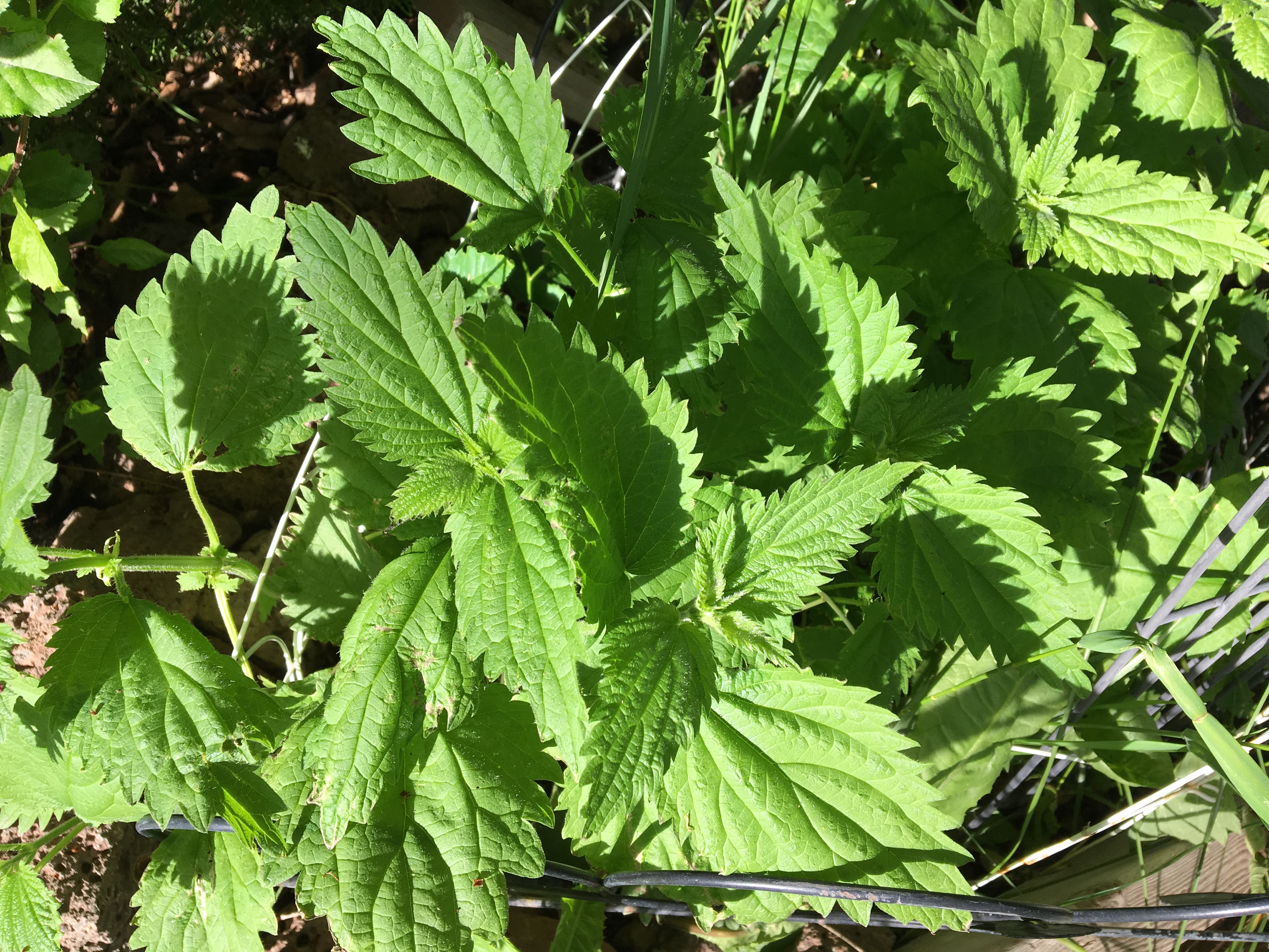 Nettle