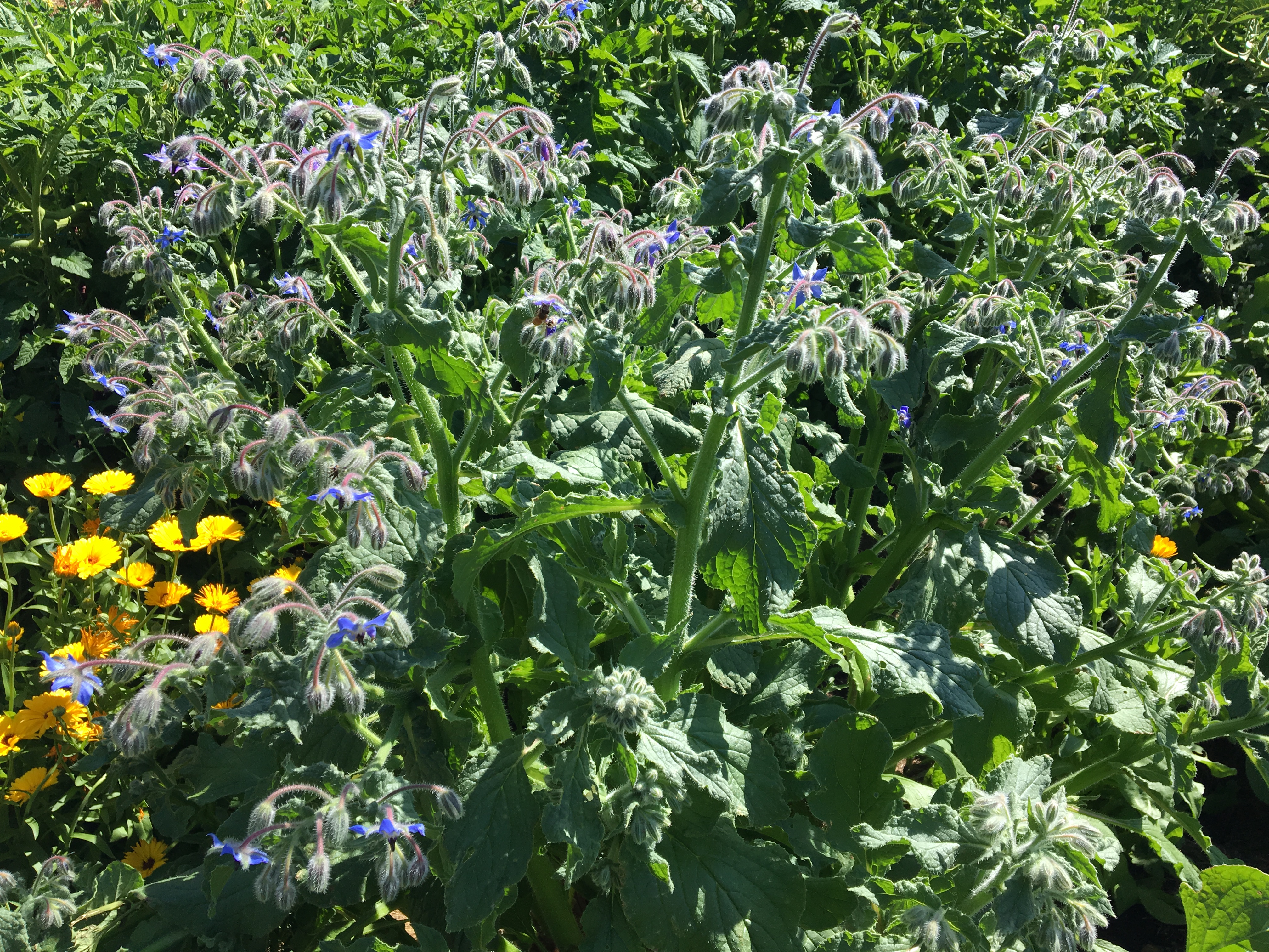 Borage