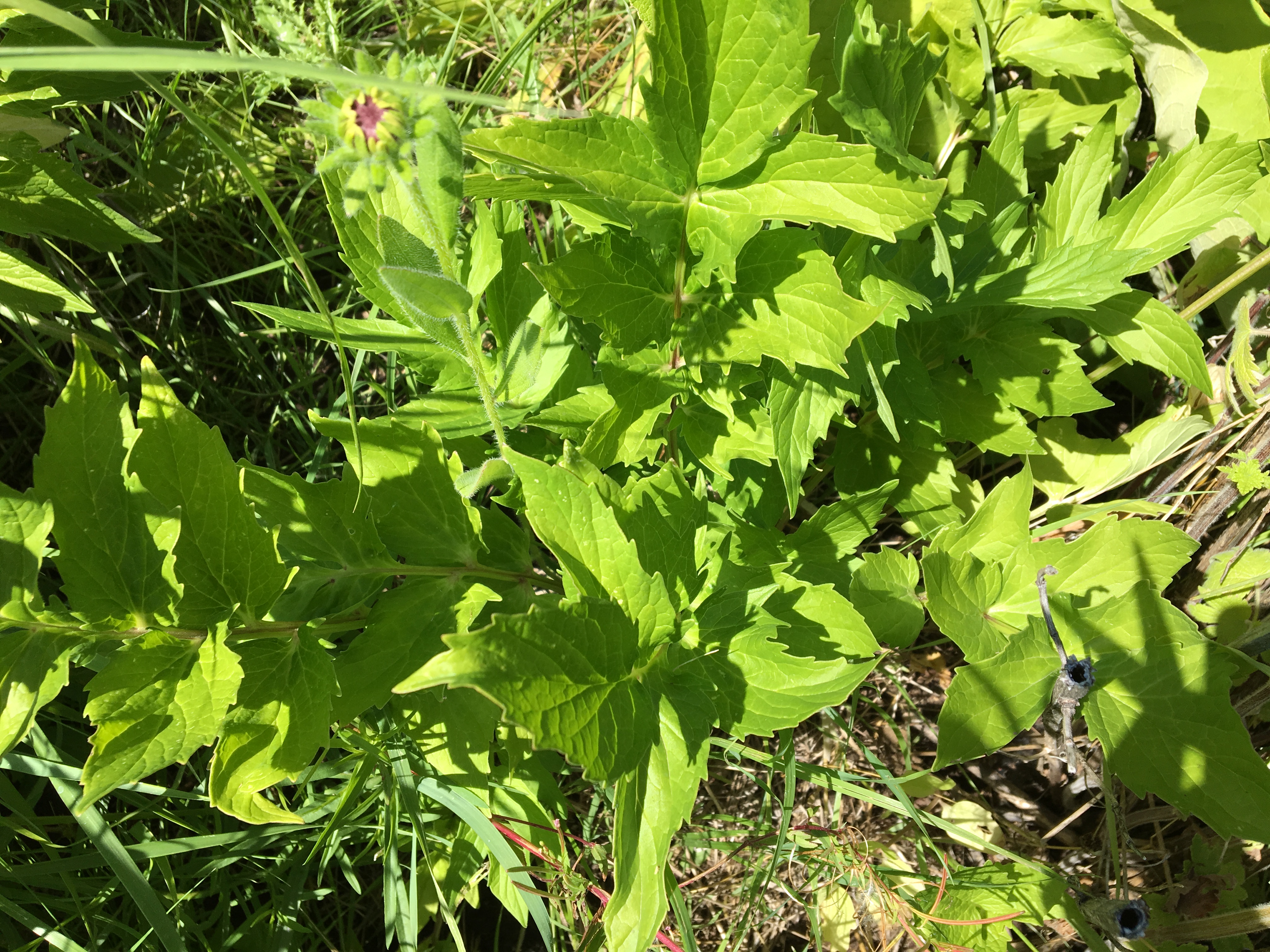 Valerian