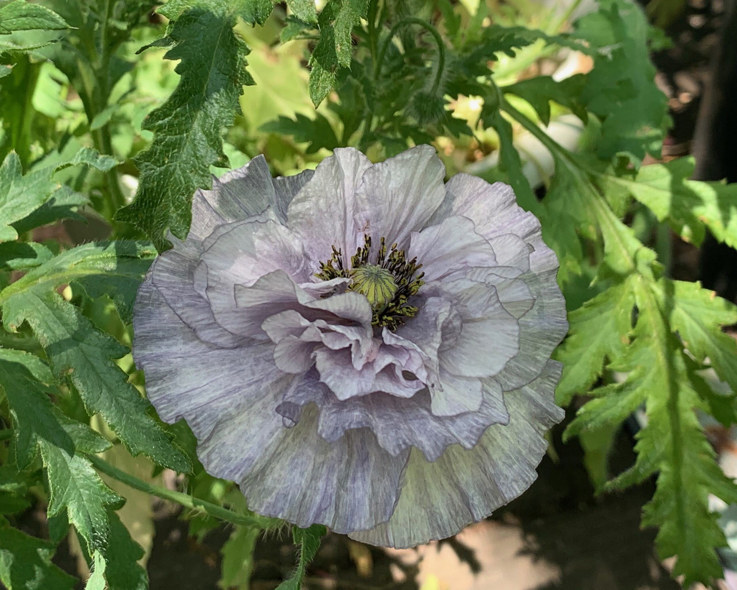 A frilly gray poppy