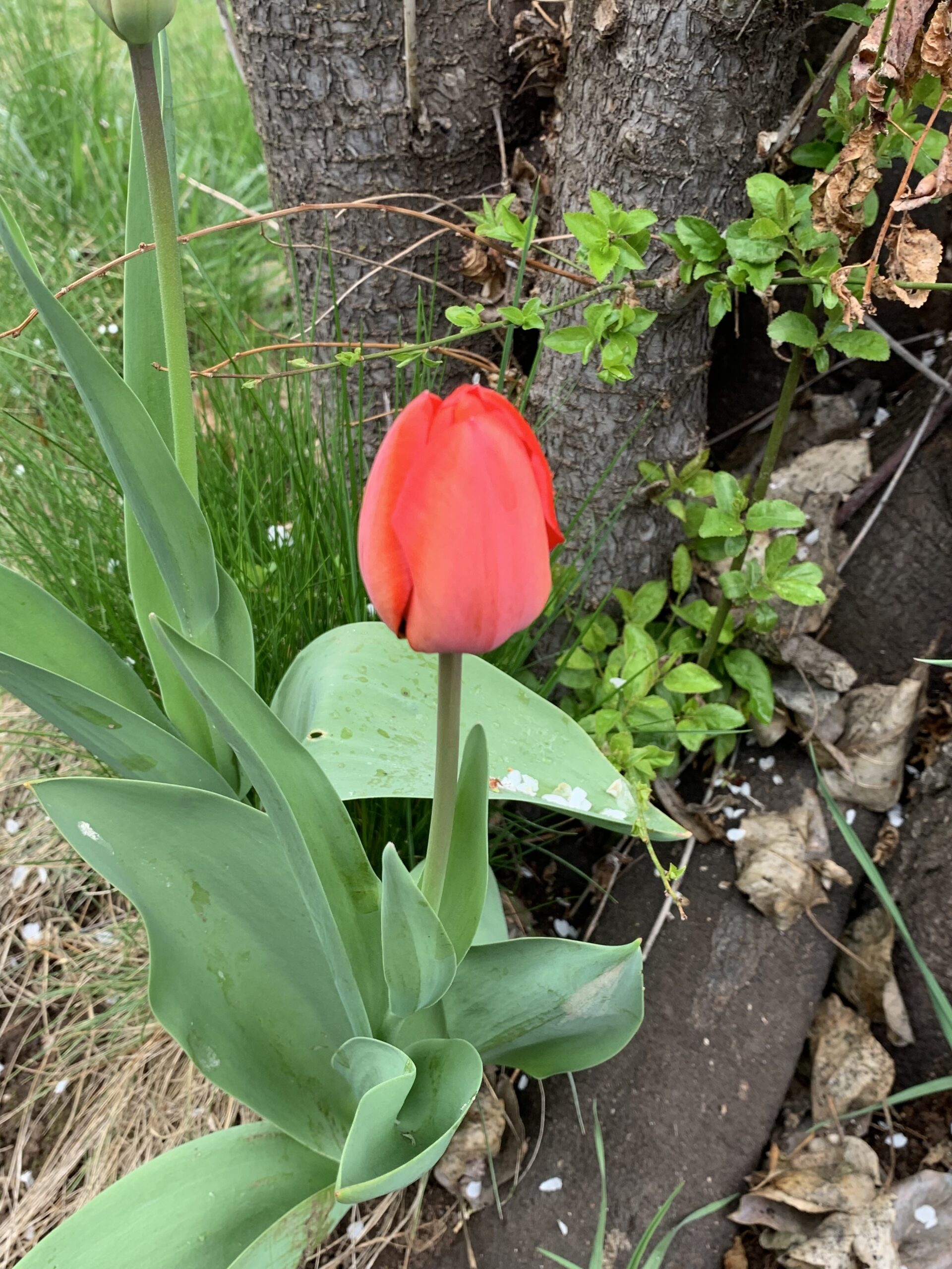 Red Tulip